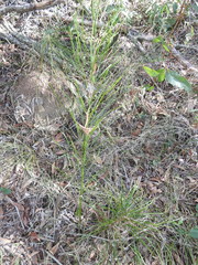 Macrozamia pauli-guilielmi