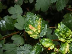 Cryptomyzus korschelti