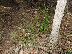 Macrozamia pauli-guilielmi