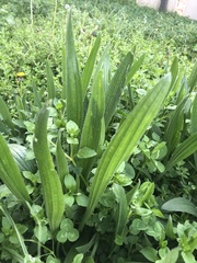 Plantago lanceolata