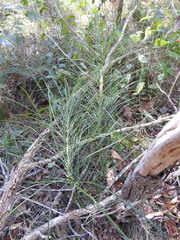 Macrozamia pauli-guilielmi