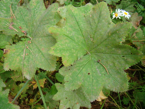 Alchemilla hians