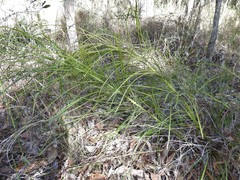 Macrozamia pauli-guilielmi