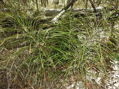 Macrozamia pauli-guilielmi