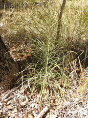 Macrozamia pauli-guilielmi