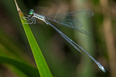 Rhadinosticta simplex