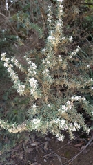 Taxandria parviceps
