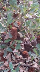 Banksia quercifolia