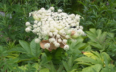 Angelica ursina