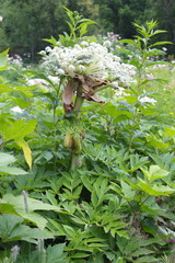 Angelica ursina