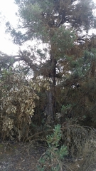 Melaleuca rhaphiophylla