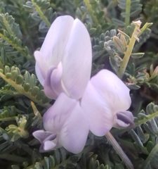 Astragalus angustifolius