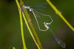 Rhadinosticta simplex