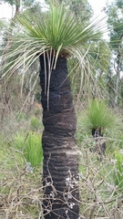 Xanthorrhoea platyphylla
