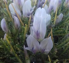 Astragalus angustifolius