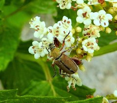 Macrodactylus subspinosus