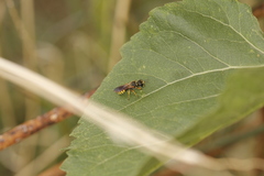 Ectemnius sonorensis