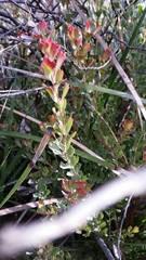 Adenanthos cuneatus