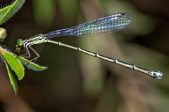 Rhadinosticta simplex