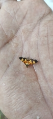 Aethaloessa