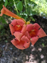 Campsis radicans
