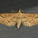 Eupithecia unicolor - Photo (c) Jim Johnson, some rights reserved (CC BY-NC-ND), uploaded by Jim Johnson