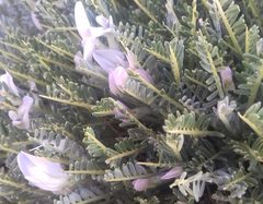 Astragalus angustifolius