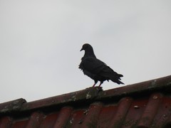 Columba livia domestica
