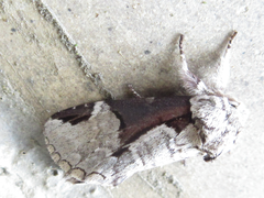 Wilemanus bidentatus