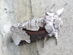 Wilemanus bidentatus