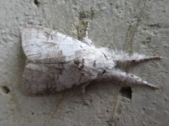 Calliteara pseudabietis