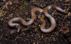 Platyplectrurus madurensis