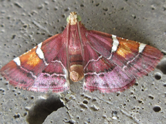 Pyralis cardinalis