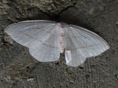 Parabapta clarissa