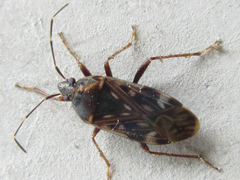 Neolethaeus dallasi