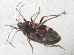 Neolethaeus dallasi