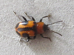 Ancylopus pictus