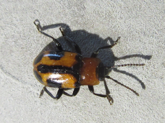 Ancylopus pictus