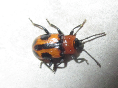 Ancylopus pictus