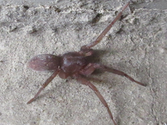 Araneae