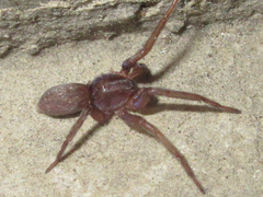 Araneae
