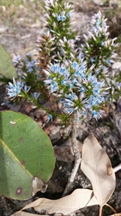 Andersonia caerulea