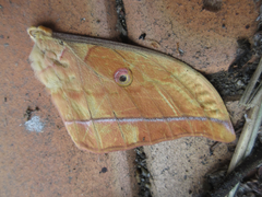 Antheraea yamamai