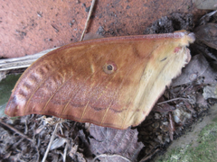 Antheraea yamamai