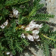 Astragalus sempervirens