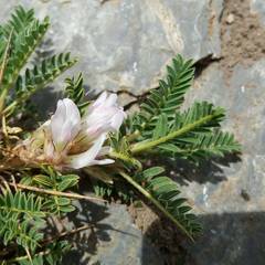 Astragalus sempervirens