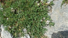 Astragalus sempervirens