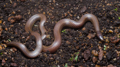 Platyplectrurus madurensis