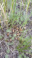 Oxytropis leptophylla