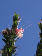Styphelia triflora